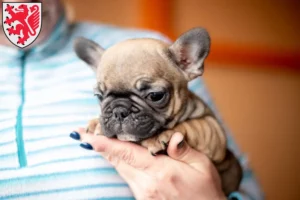 Mehr über den Artikel erfahren Französische Bulldogge Züchter und Welpen in Braunschweig