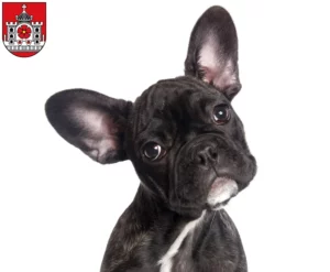 Mehr über den Artikel erfahren Französische Bulldogge Züchter und Welpen in Detmold