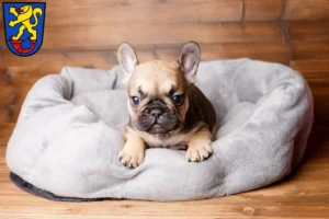 Mehr über den Artikel erfahren Französische Bulldogge Züchter und Welpen in Gifhorn