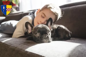Mehr über den Artikel erfahren Französische Bulldogge Züchter und Welpen in Gummersbach