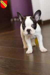 Mehr über den Artikel erfahren Französische Bulldogge Züchter und Welpen in Karlsruhe