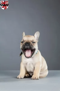 Mehr über den Artikel erfahren Französische Bulldogge Züchter und Welpen in Leverkusen