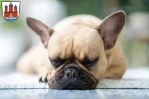 Mehr über den Artikel erfahren Französische Bulldogge Züchter und Welpen in Rendsburg