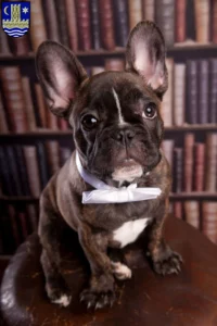 Mehr über den Artikel erfahren Französische Bulldogge Züchter und Welpen in Schleswig