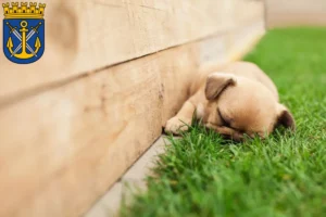 Mehr über den Artikel erfahren Französische Bulldogge Züchter und Welpen in Solingen