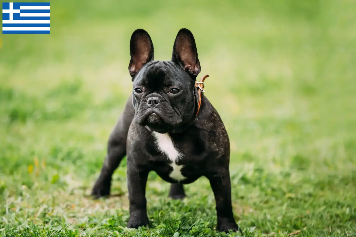 Französische Bulldogge Welpen und Züchter Griechenland Hier findest Du Französische Bulldoggen Züchter in Griechenland.
