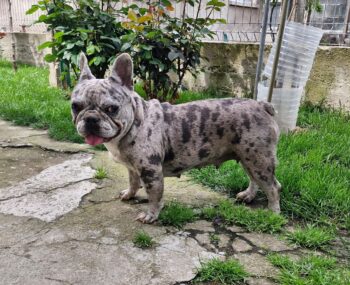 Monra, geb. Mai 2023, super soziales, sehr verschmustes Französisches Bulldoggen Mädchen