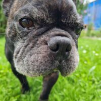 Eddie sucht Liebevolles Zuhause für seinen Lebensabend