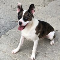 🐾 Merlin sucht endlich ein „Für-immer-Zuhause“ 🏡💛