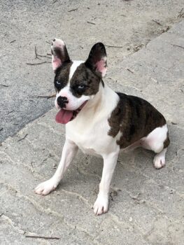 🐾 Merlin sucht endlich ein „Für-immer-Zuhause“ 🏡💛