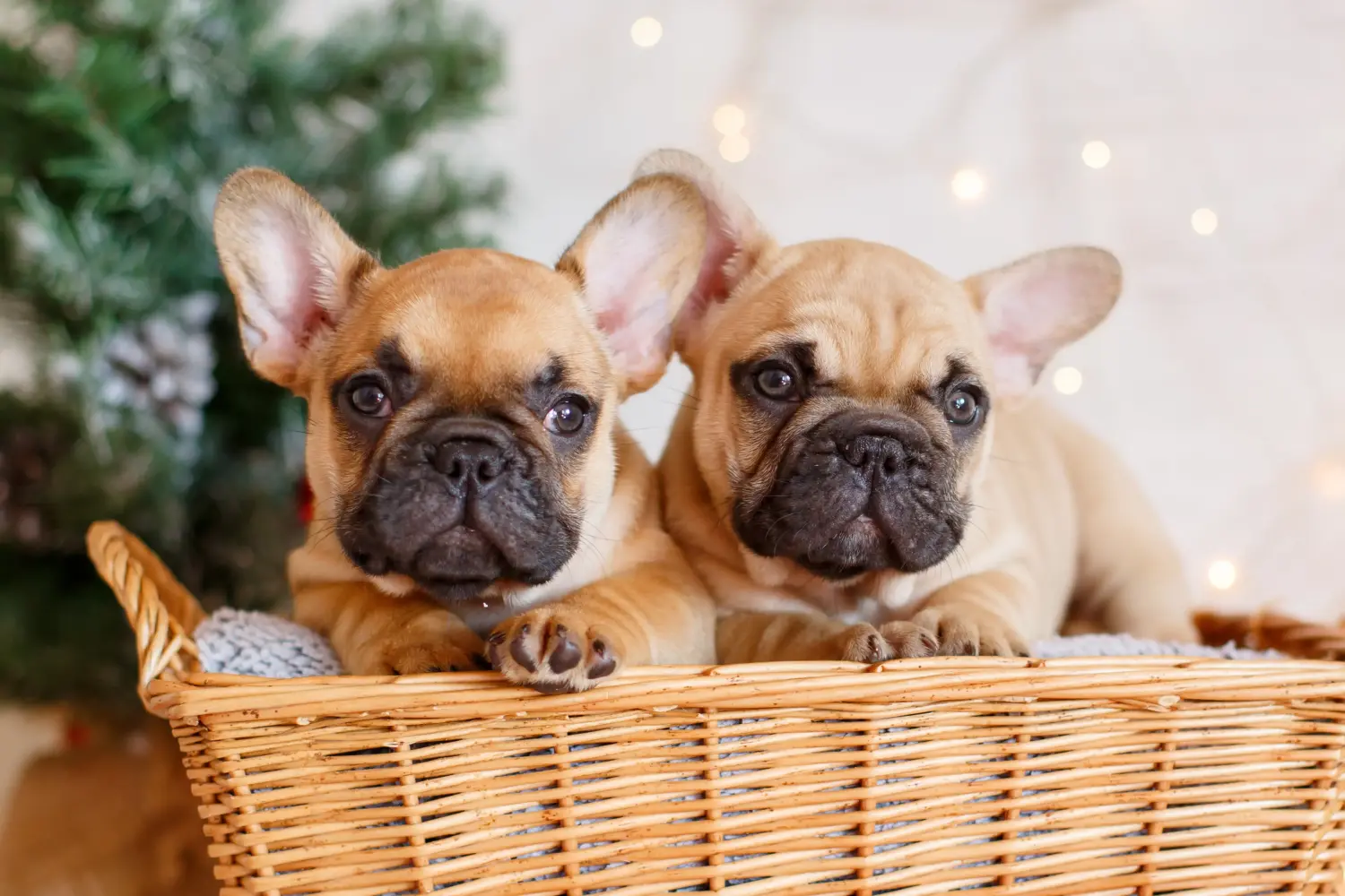 Einen Französische Bulldogge Welpen zu kaufen, bedeutet Verantwortung zu übernehmen! Französische Bulldogge Welpen kaufen.