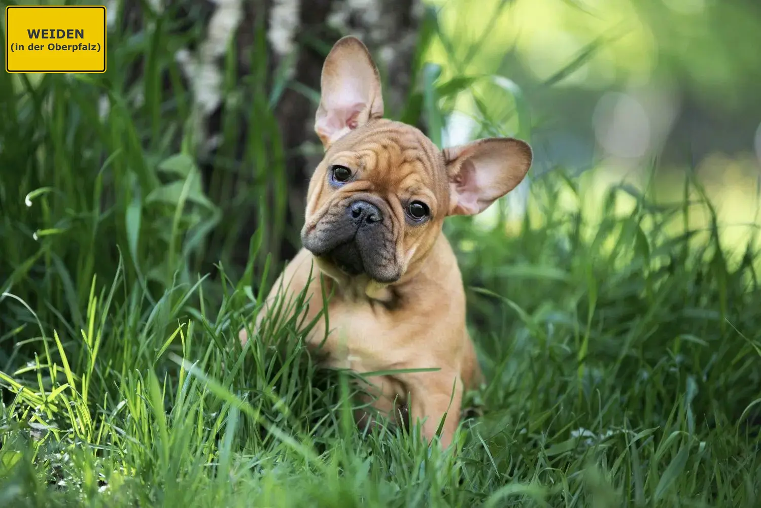 Französische Bulldogge Welpen und Züchter Weiden in der Oberpfalz Hier findest Du Französische Bulldoggen Züchter in Weiden in der Oberpfalz.