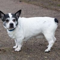 Rubis: Rüde • geb.ca. 2011-2013 • 30cm • 15kg