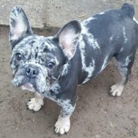 HEKTOR Bulli Bub im Flegelalter