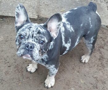 HEKTOR Bulli Bub im Flegelalter