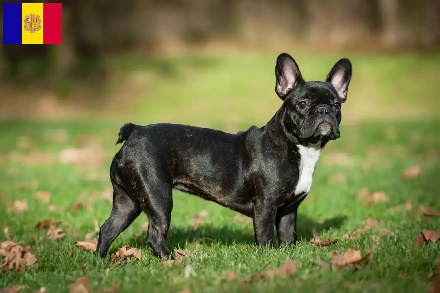 Französische Bulldogge Welpen und Züchter Andorra Hier findest Du Französische Bulldoggen Züchter in Andorra.