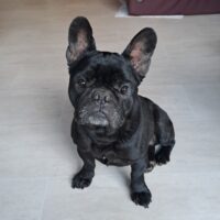 Ronny auf Heimatsuche