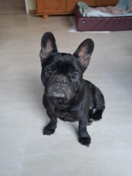 Ronny auf Heimatsuche