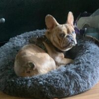 Ich heiße Daisy ....