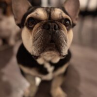 Schweren Herzens suchen wir für unsere wundervolle französische Bulldogge Gina ein neues Zuhause