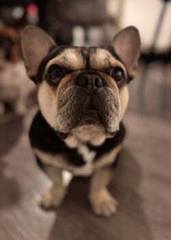 Schweren Herzens suchen wir für unsere wundervolle französische Bulldogge Gina ein neues Zuhause