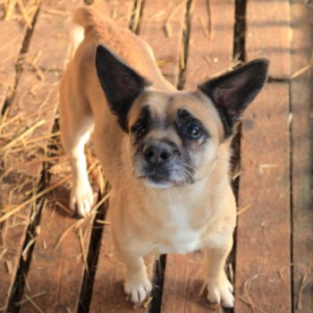 Zara: Weibchen • geb.ca. 2018-2020 • 35cm