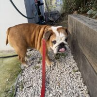 MASCA - sollte eingeschläfert werden!