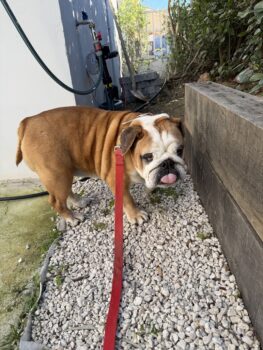 MASCA - sollte eingeschläfert werden!