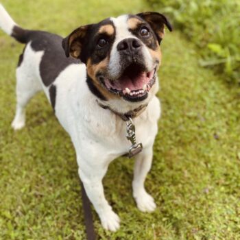 Balbo: Rüde • geb.ca. 2019-2021