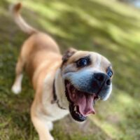 Marlis: Rüde • geb.ca. 2016-2018 • 35cm