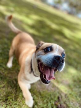 Marlis: Rüde • geb.ca. 2016-2018 • 35cm