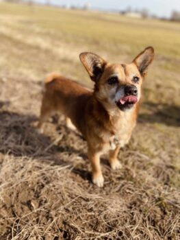 Dzeris: Rüde • geb.ca. 2016-2018 • 35cm