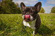 French bulldog licking lips in green field