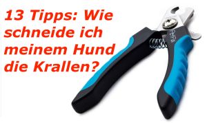 13 Tipps zum Krallen Schneiden